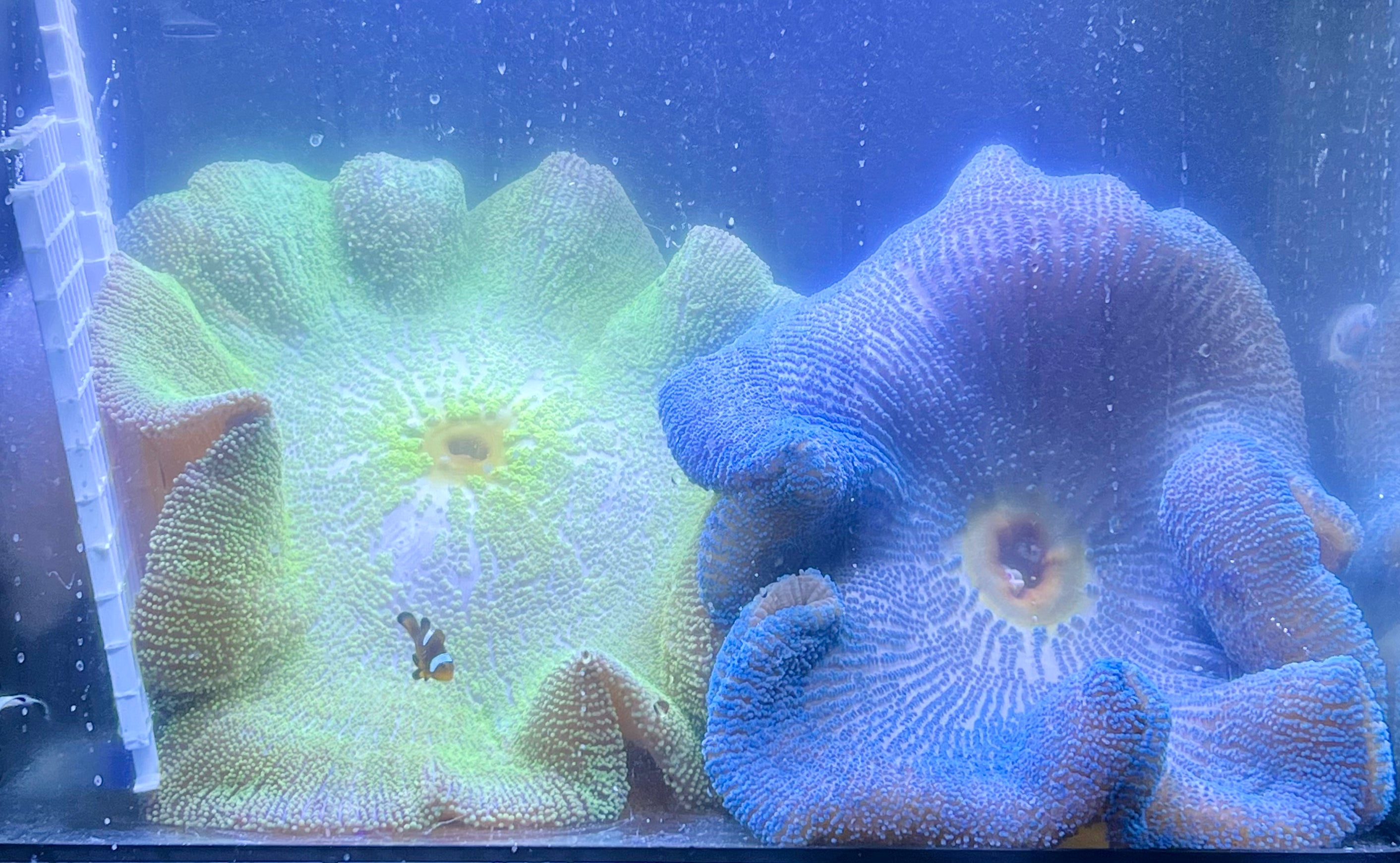 Anemones/ Feather Dusters/Clownfish Upper Cumberland Corals