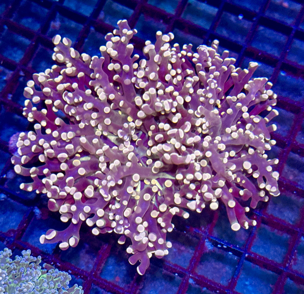 Orange Octoapawn