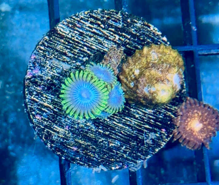 Zoa