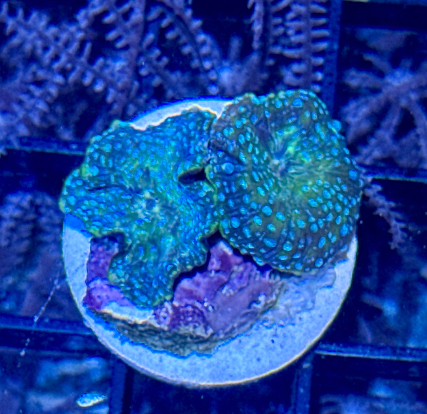 Disco Mushroom