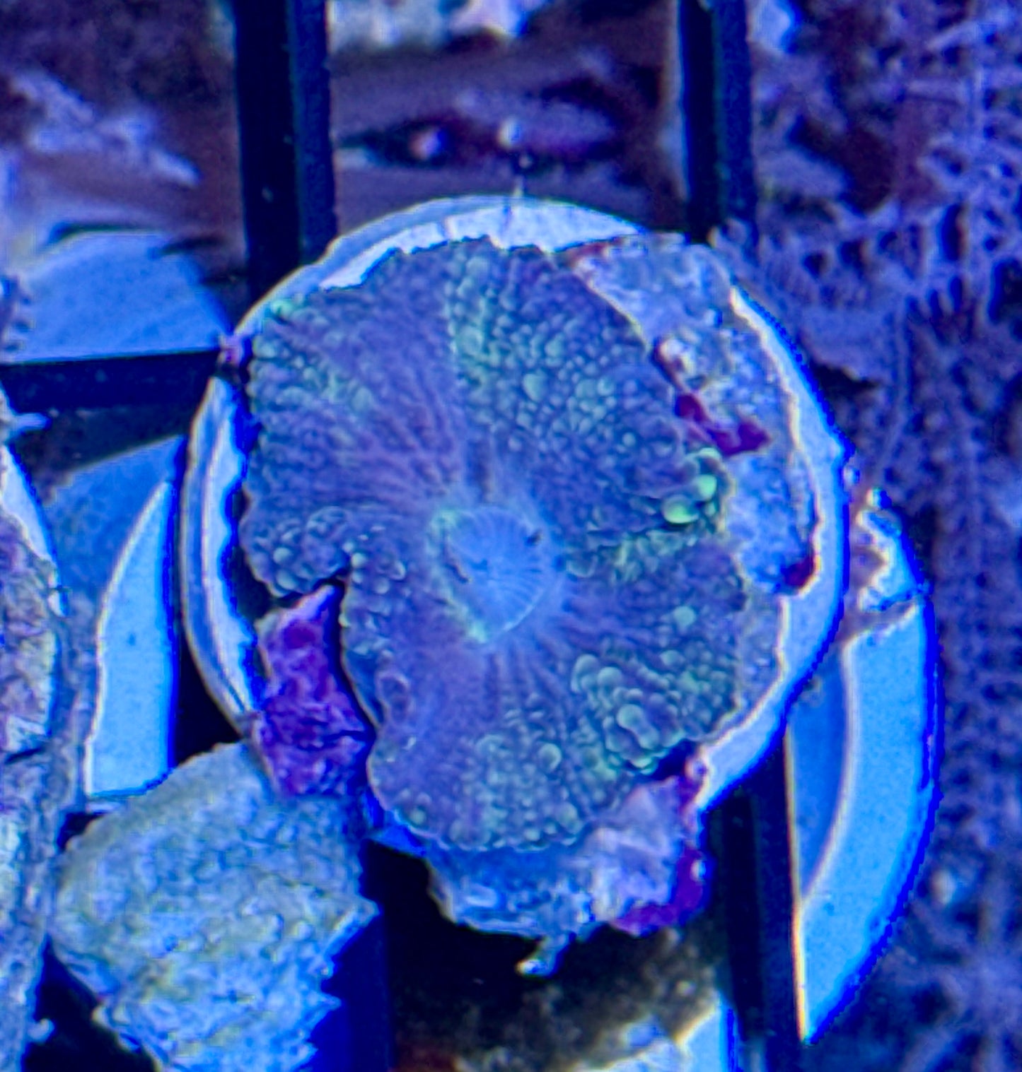 Yuma Mushroom