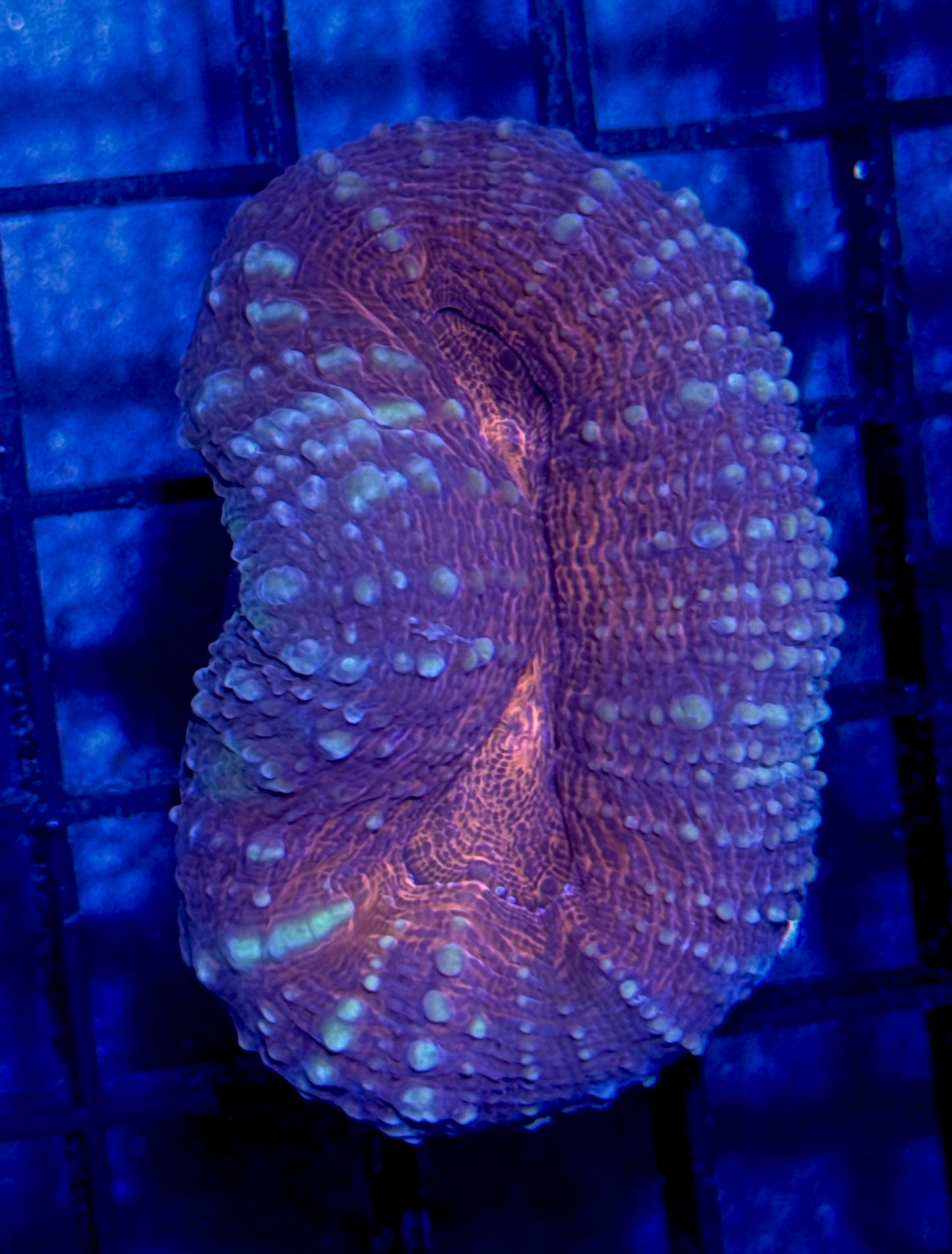 Lobo Frag