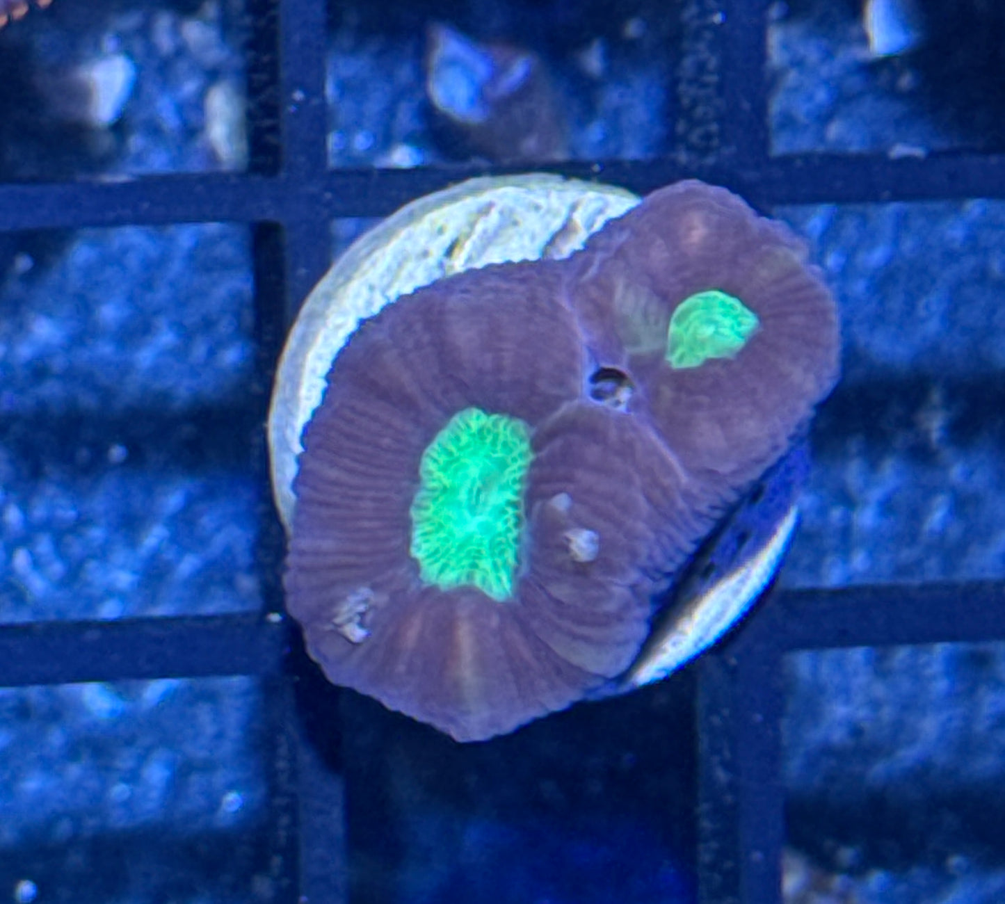 Candy Cane Frag