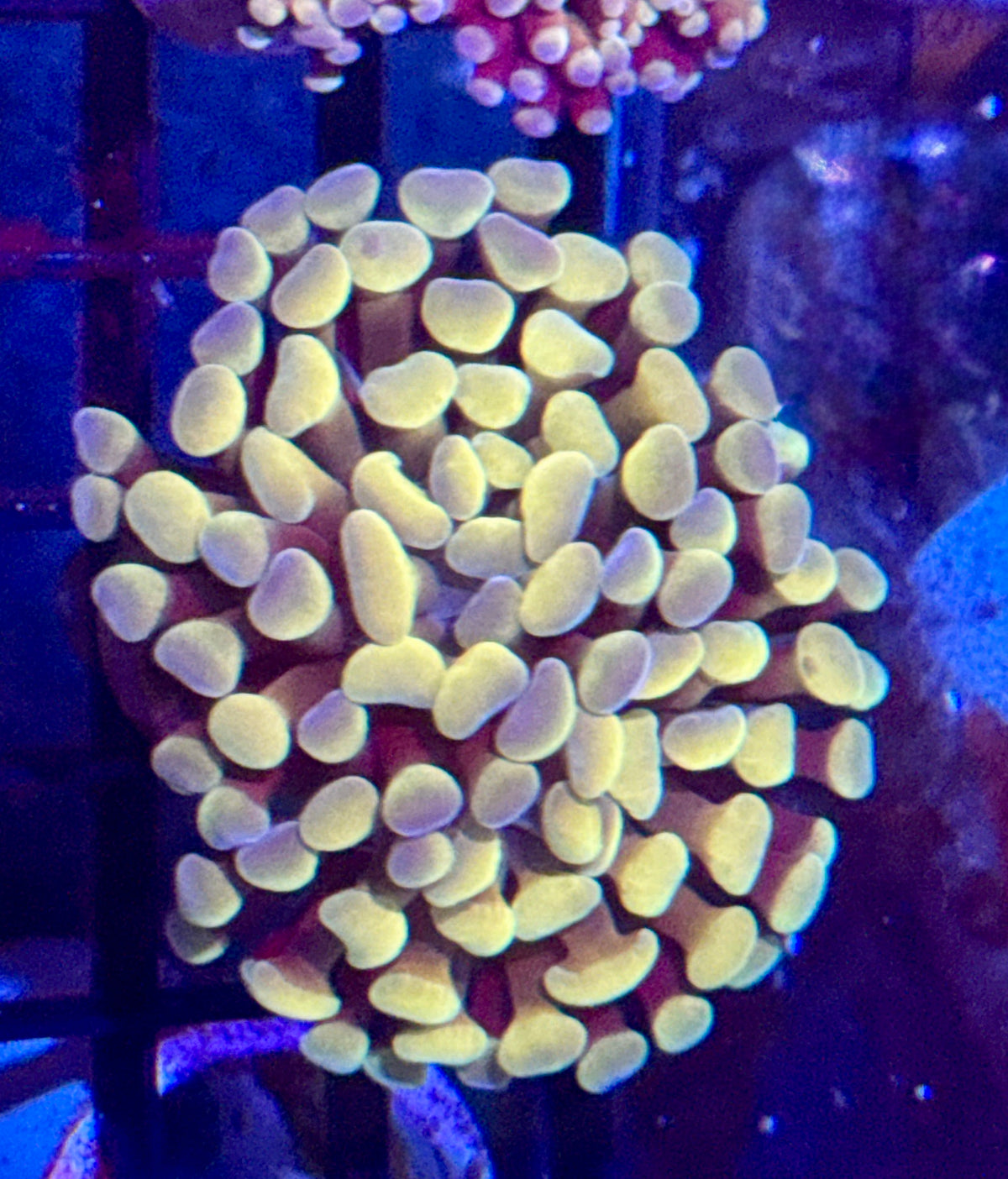 Orange Hammer