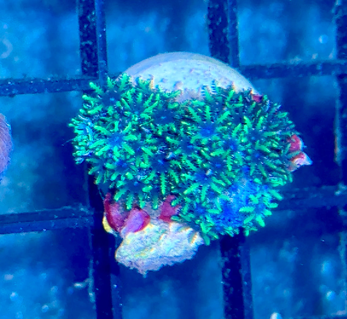 Blue symposium