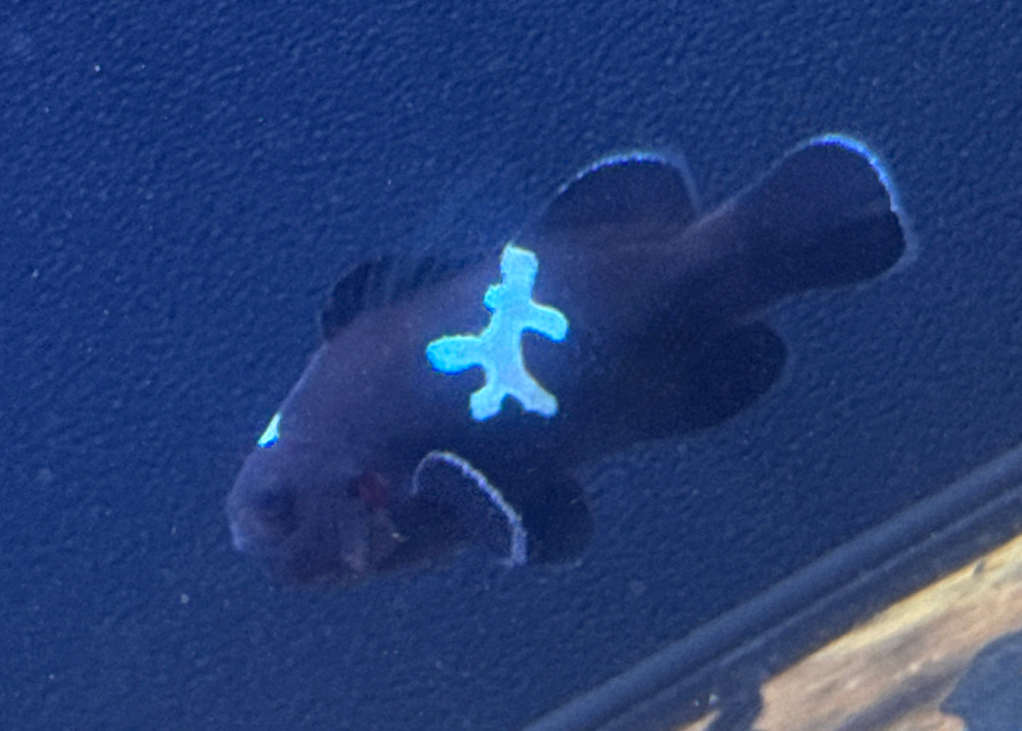 Black Midnight Lightning Lg (Rescue)