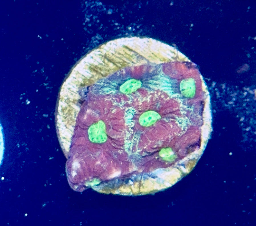 Favia Frag