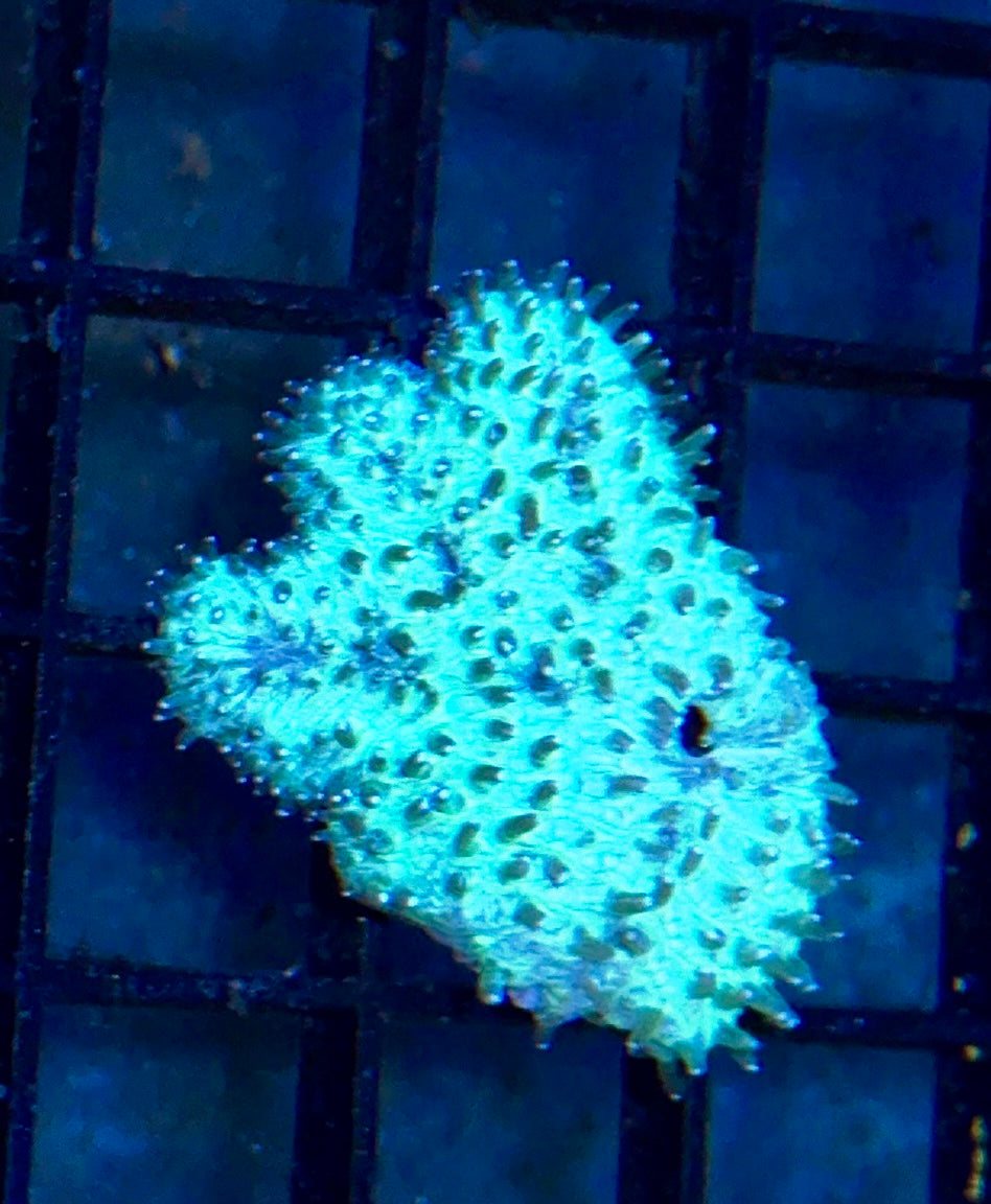 Tongue Coral Frag