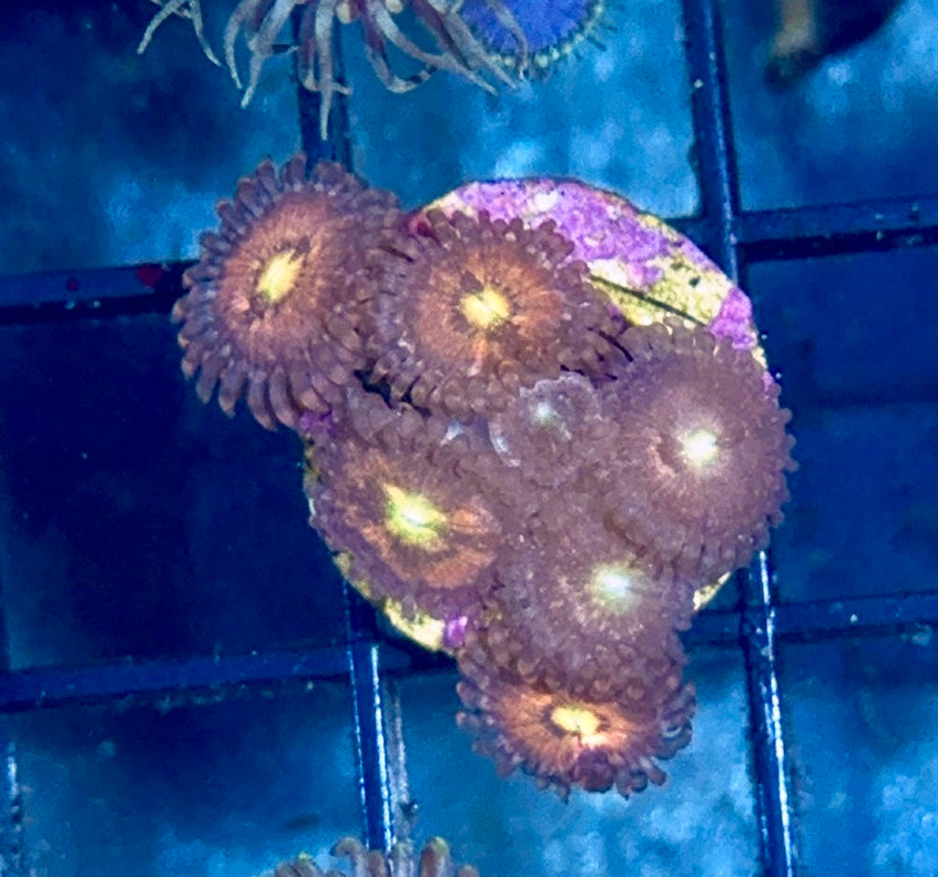 Zoa