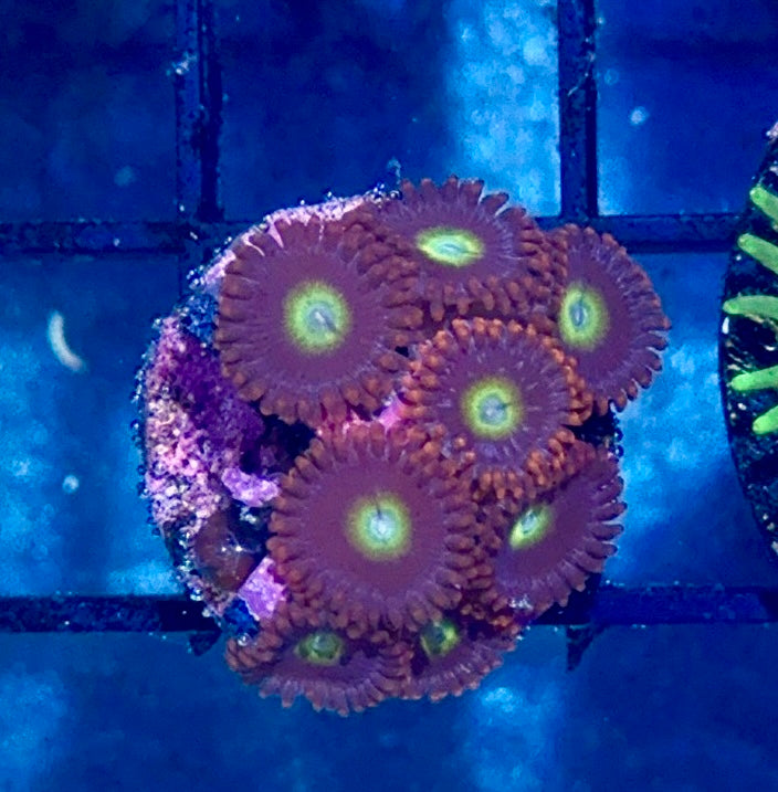 Zoa