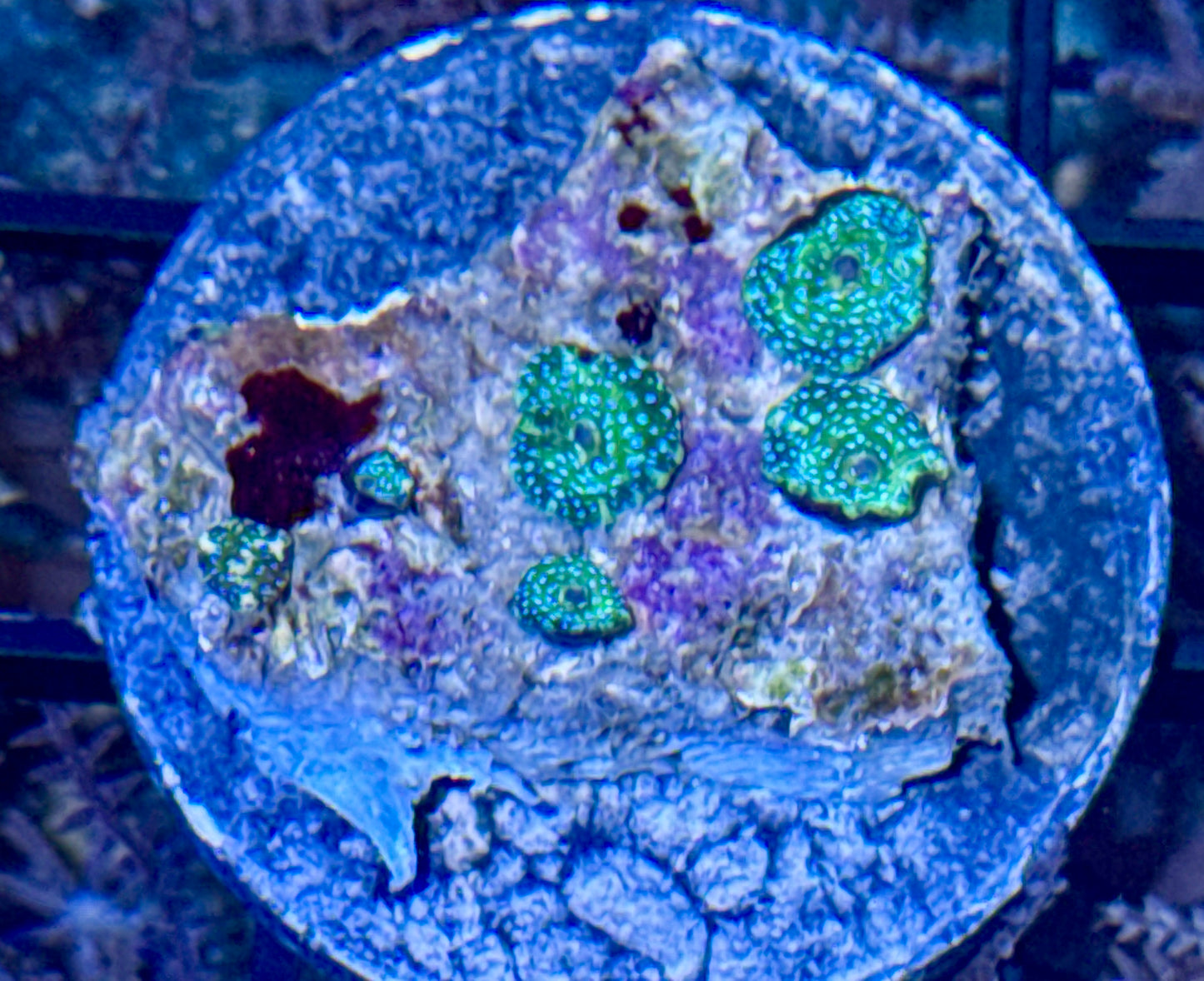 Baby Mushroom Rock Frag