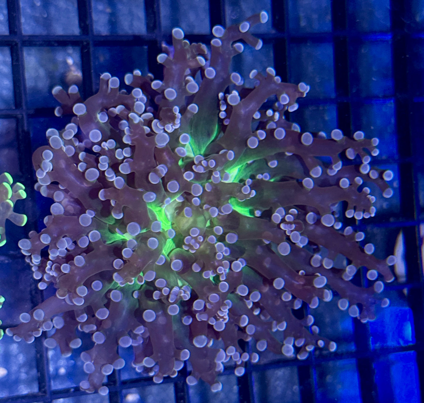 Green Center w/ Purple Tentacle Branching Frogspawn