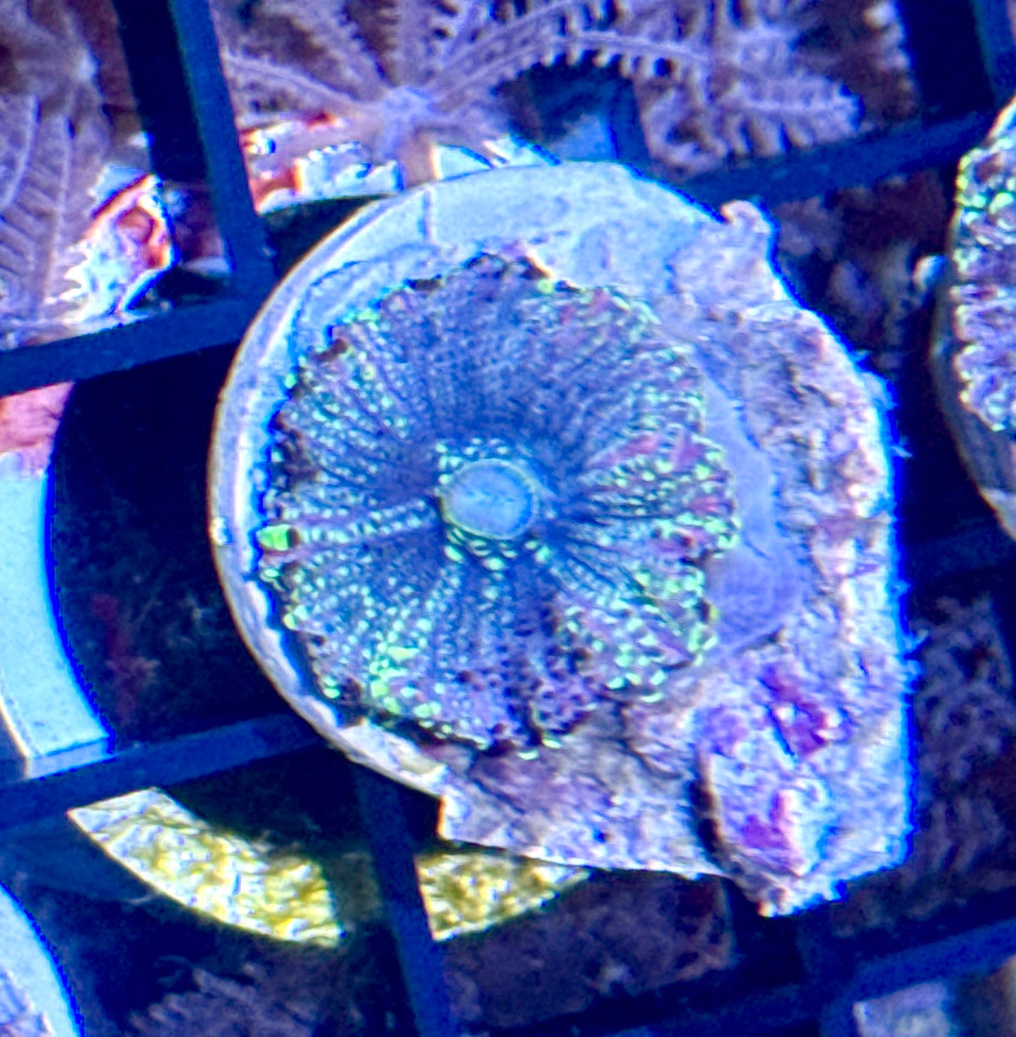 Lemon Drop Yuma Mushroom Frag
