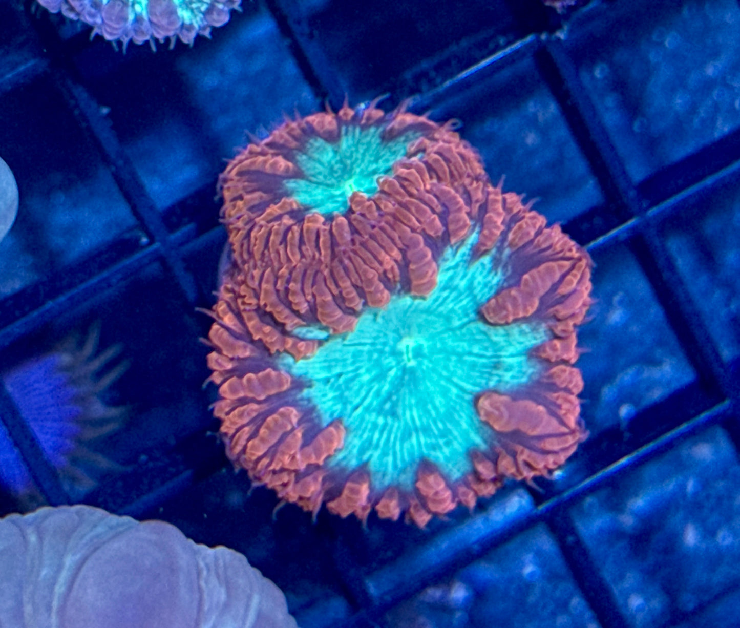 Blastomussa Welsi Double Head