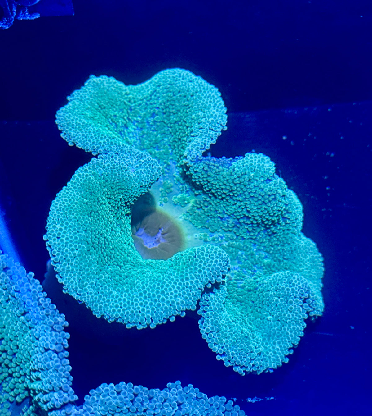 Haddoni Carpet Anemone 5”-6”