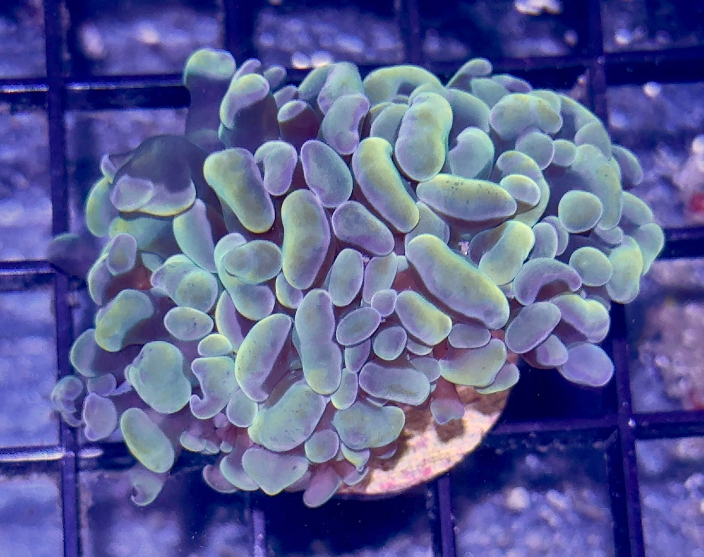 Purple/ Gold Branching Torch
