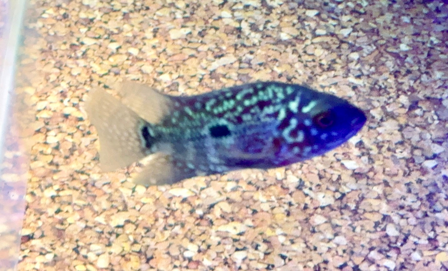Flowerhorn Cichlid