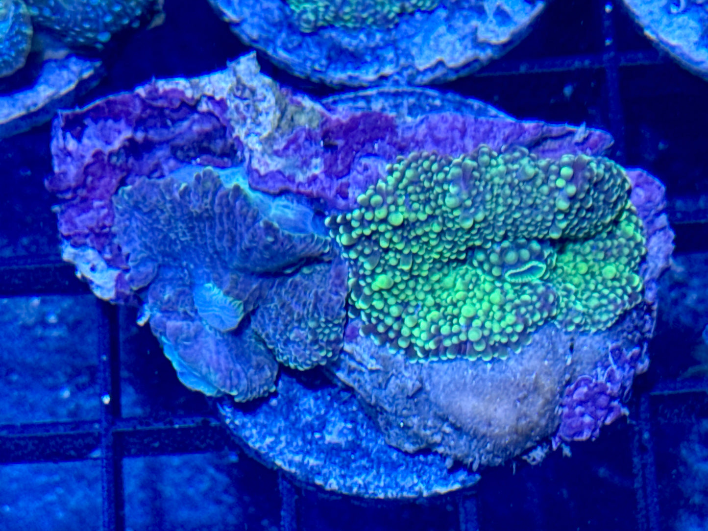 Yuma Mushroom Rock