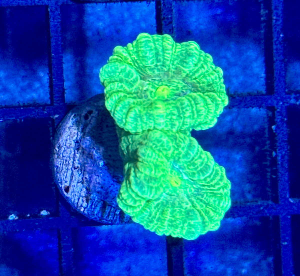 Kryptonite Candy Cane Frag