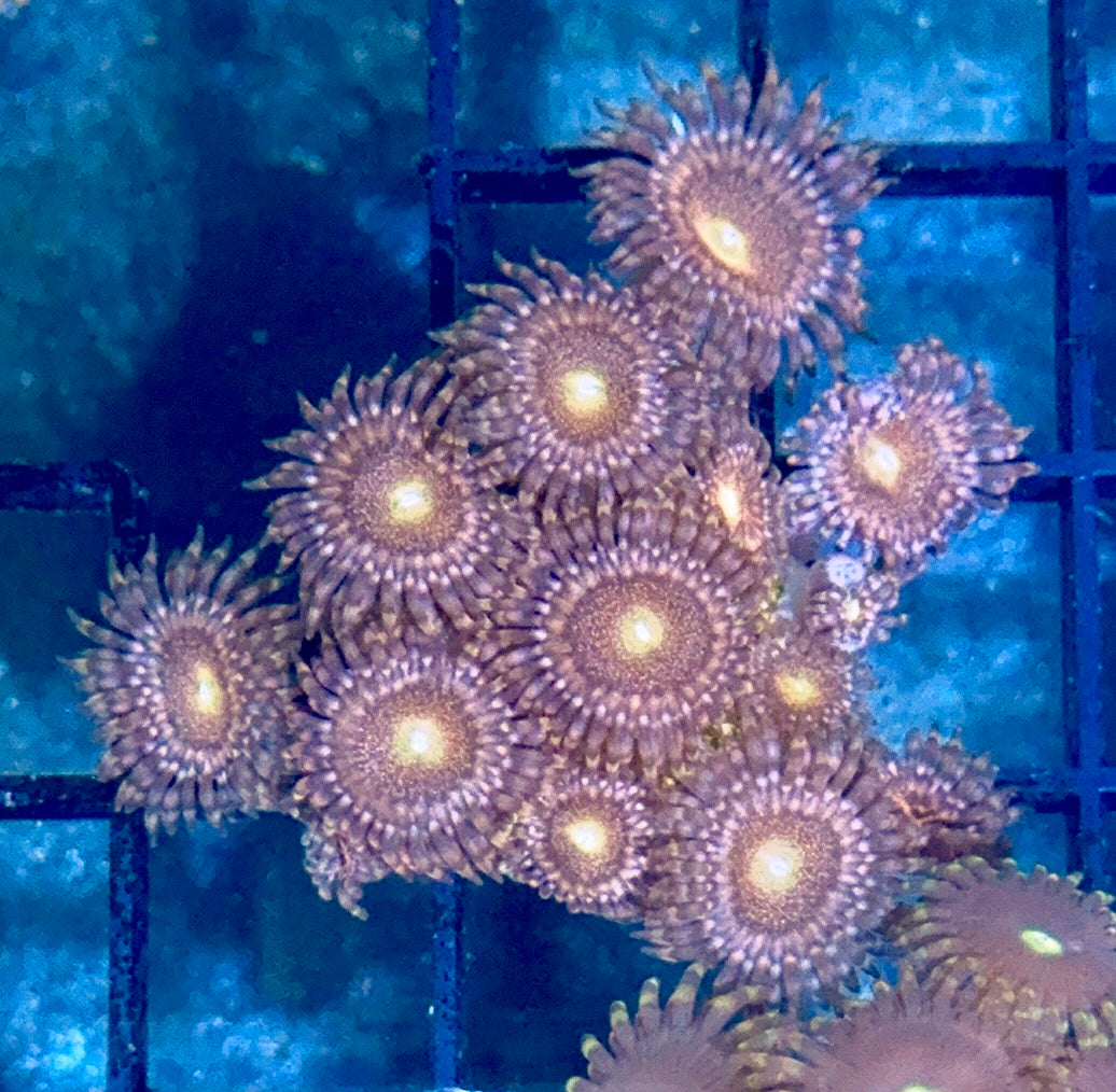 Zoa