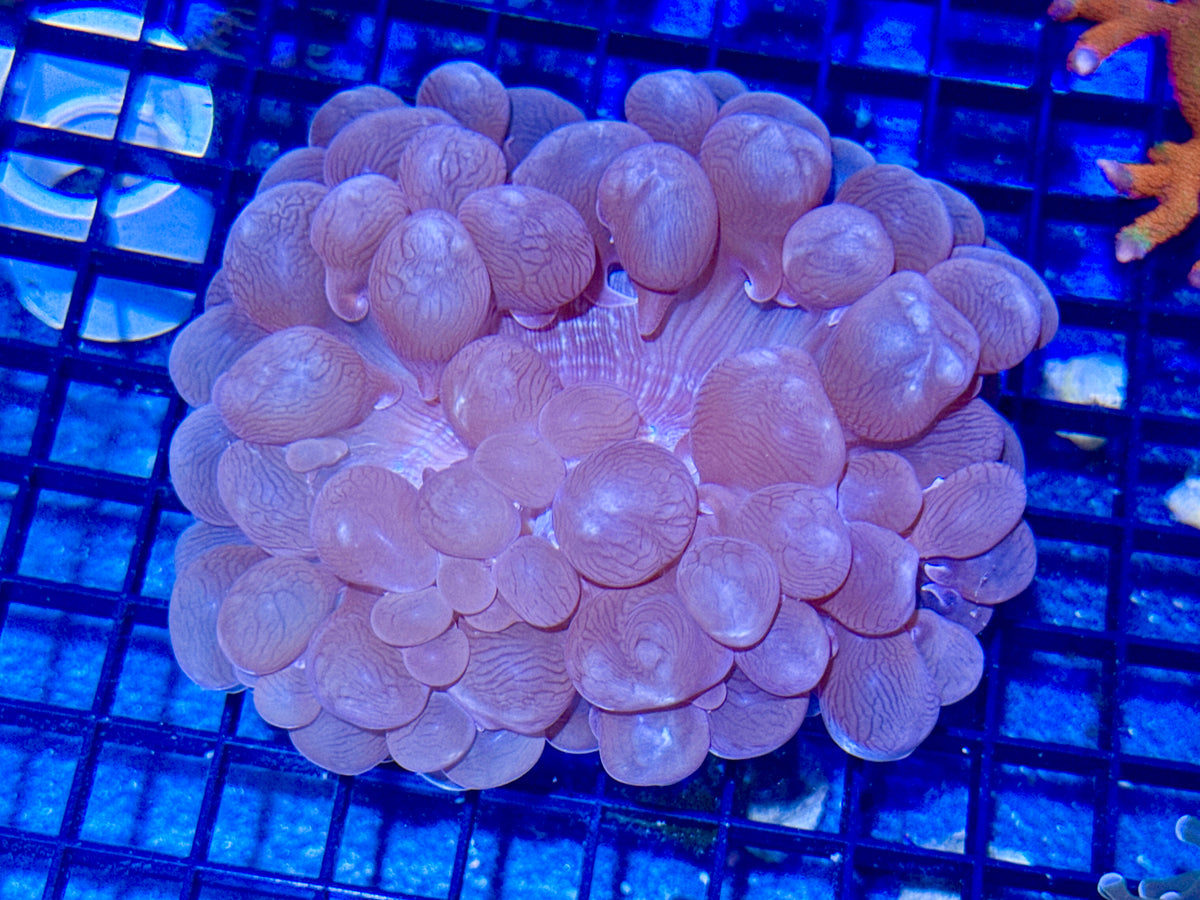 Bubble Coral