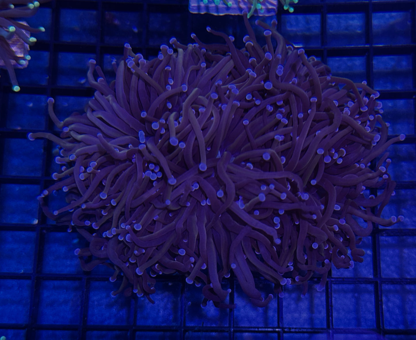 Indo Knicks torch (3 heads)