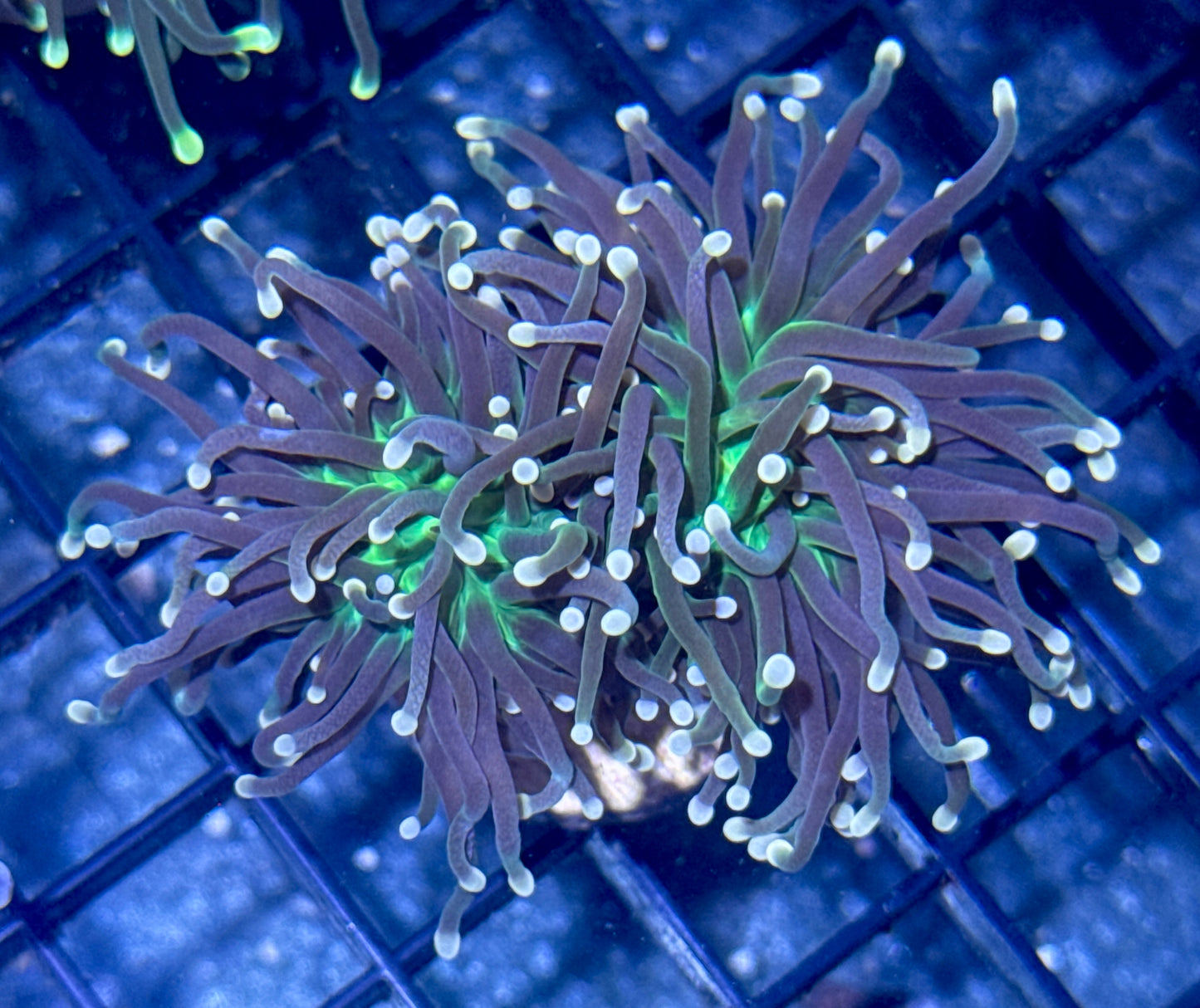 Torch Frag