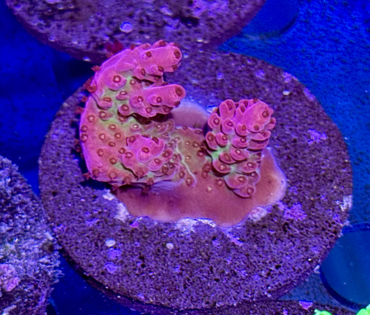 Strawberry Shortcake Acro