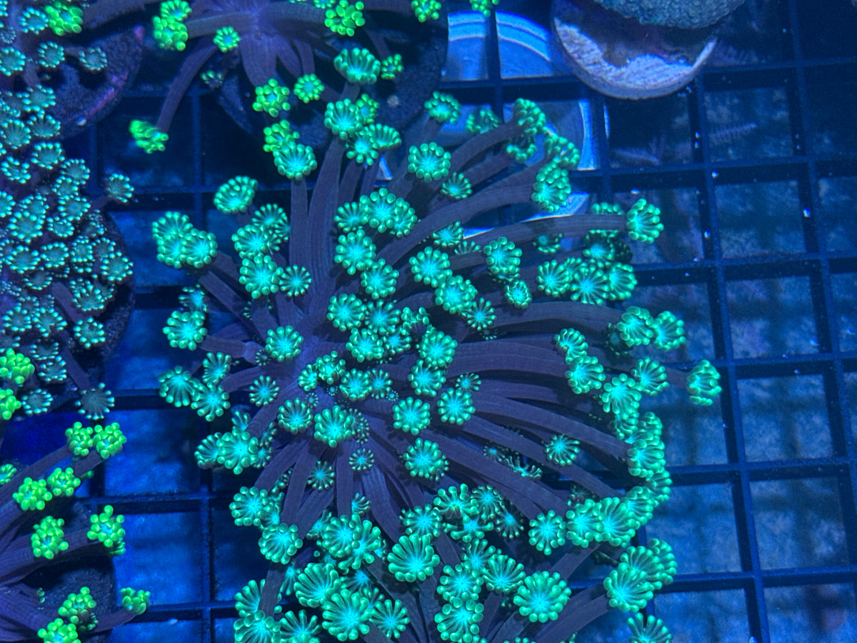 Gonipora Frag