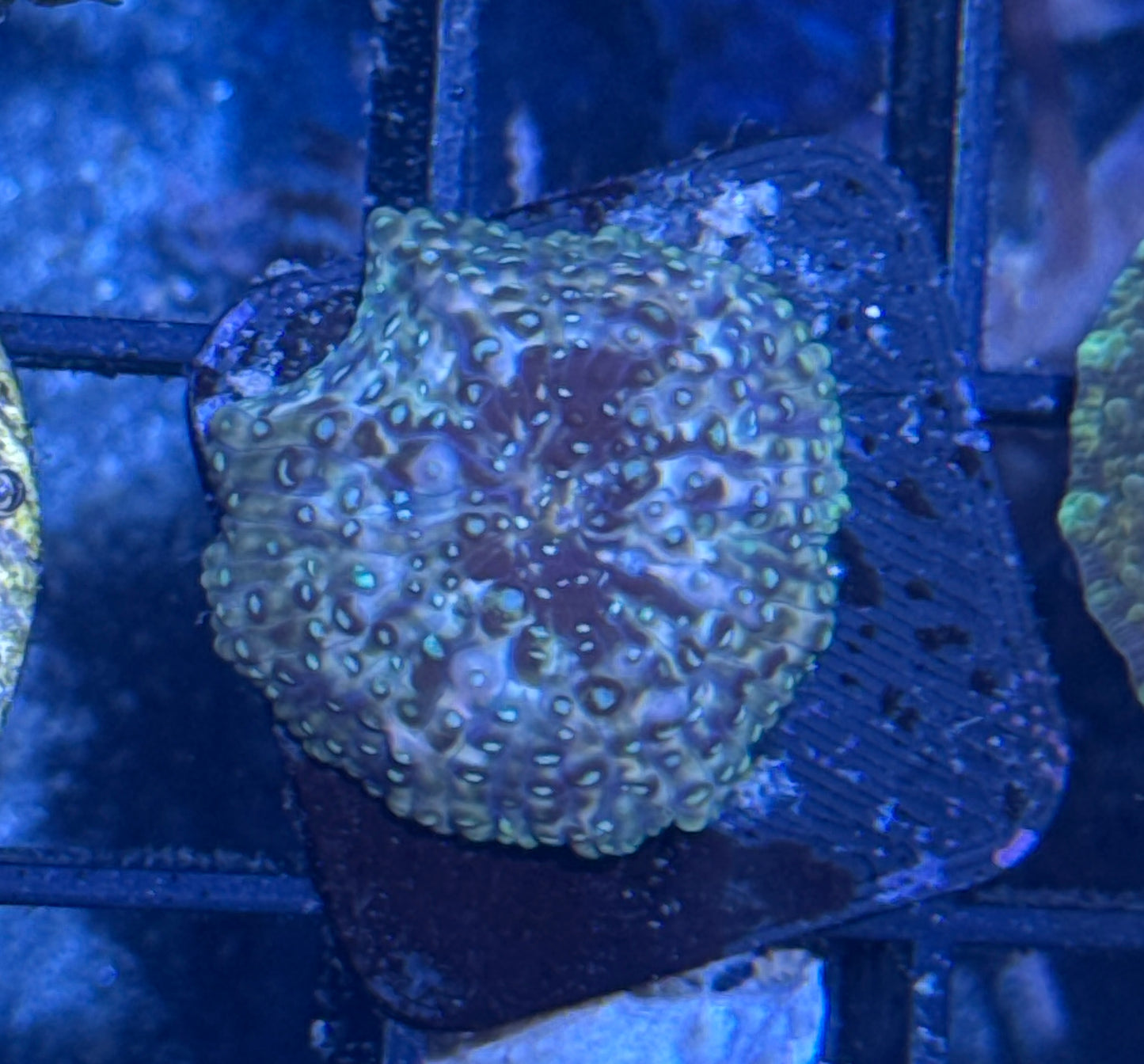 Marbled Blue/Green Disco Mushroom