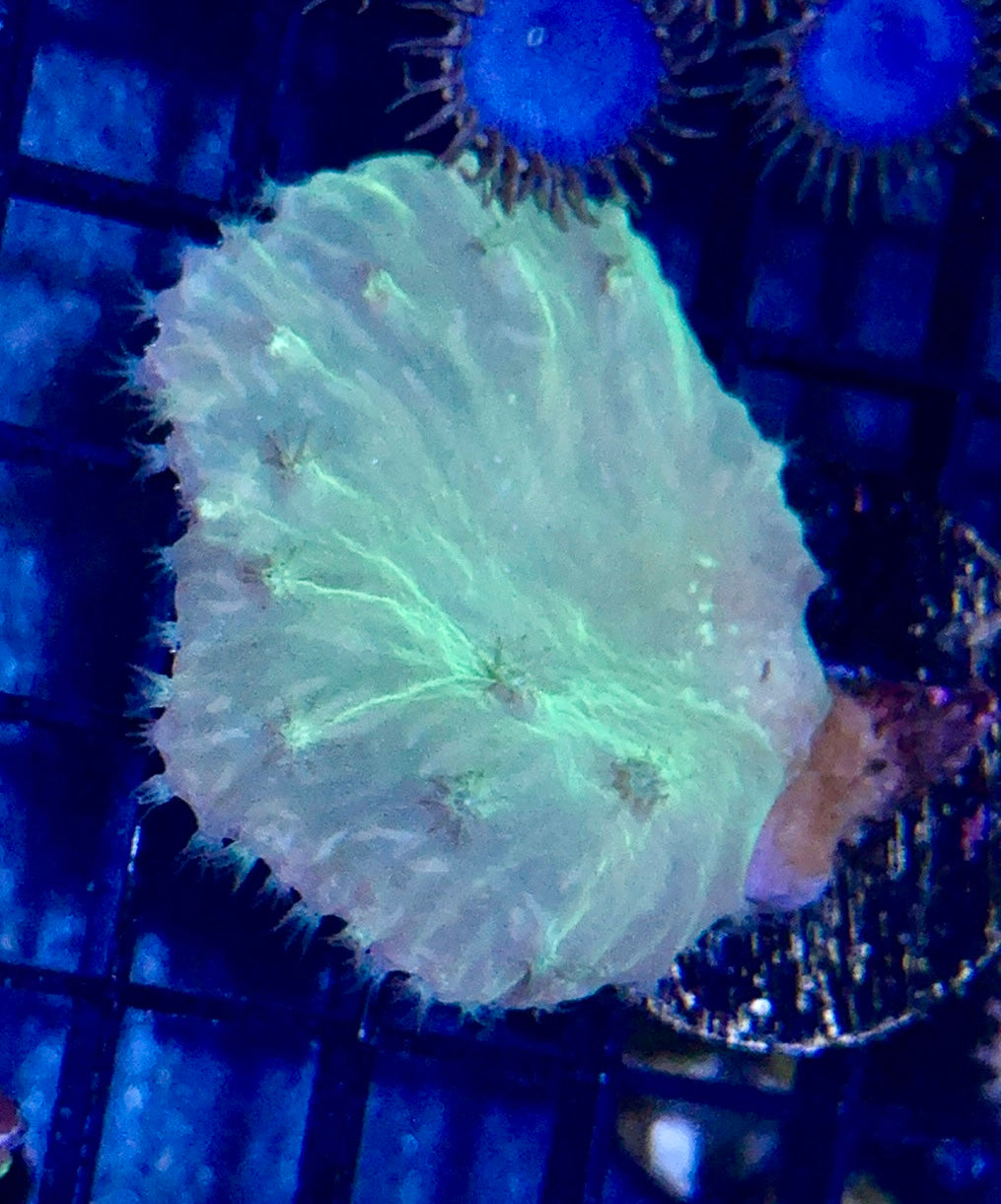 Cabbage Leather Frag