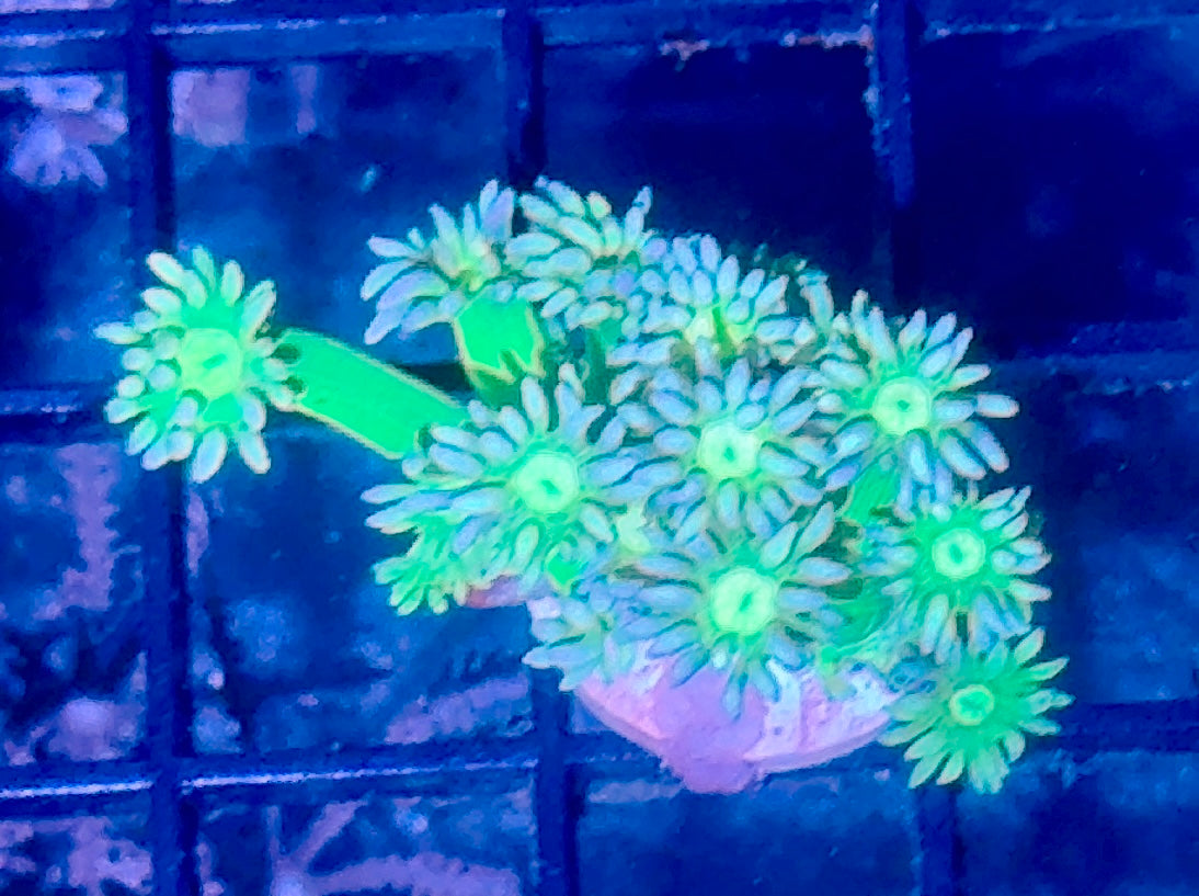 Goni Frag