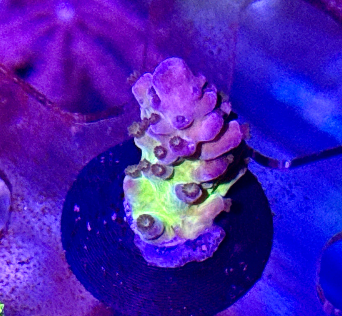 Acro Frag