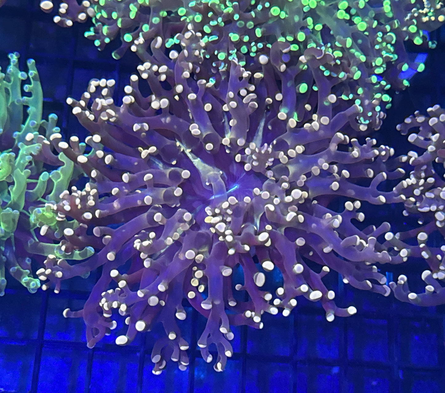 Peach Frogspawn Branching