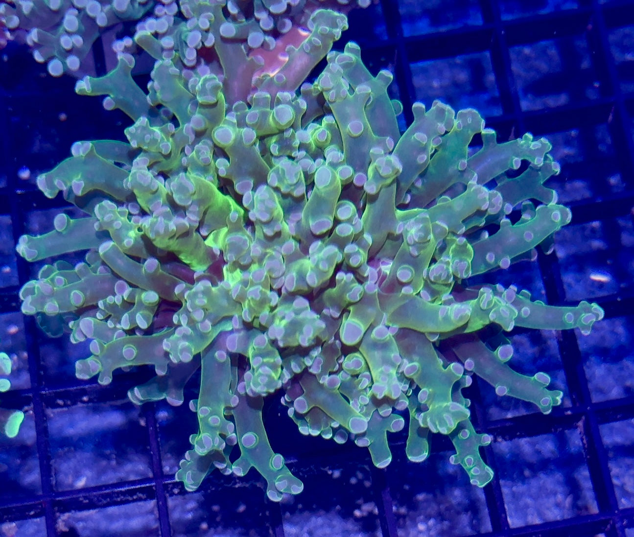 Branching Frogspawn Frag