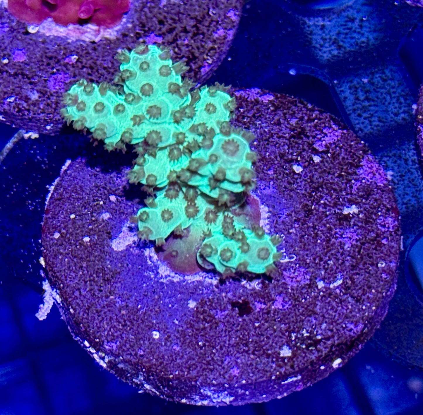 Acro Frag