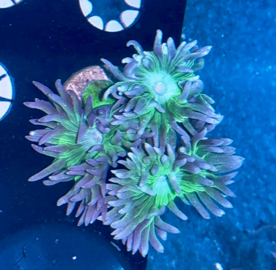 Duncan Frag