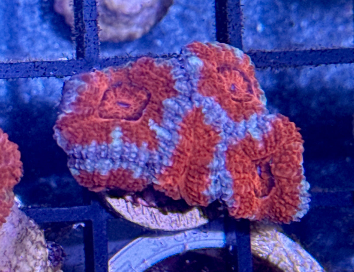 Acan Frag