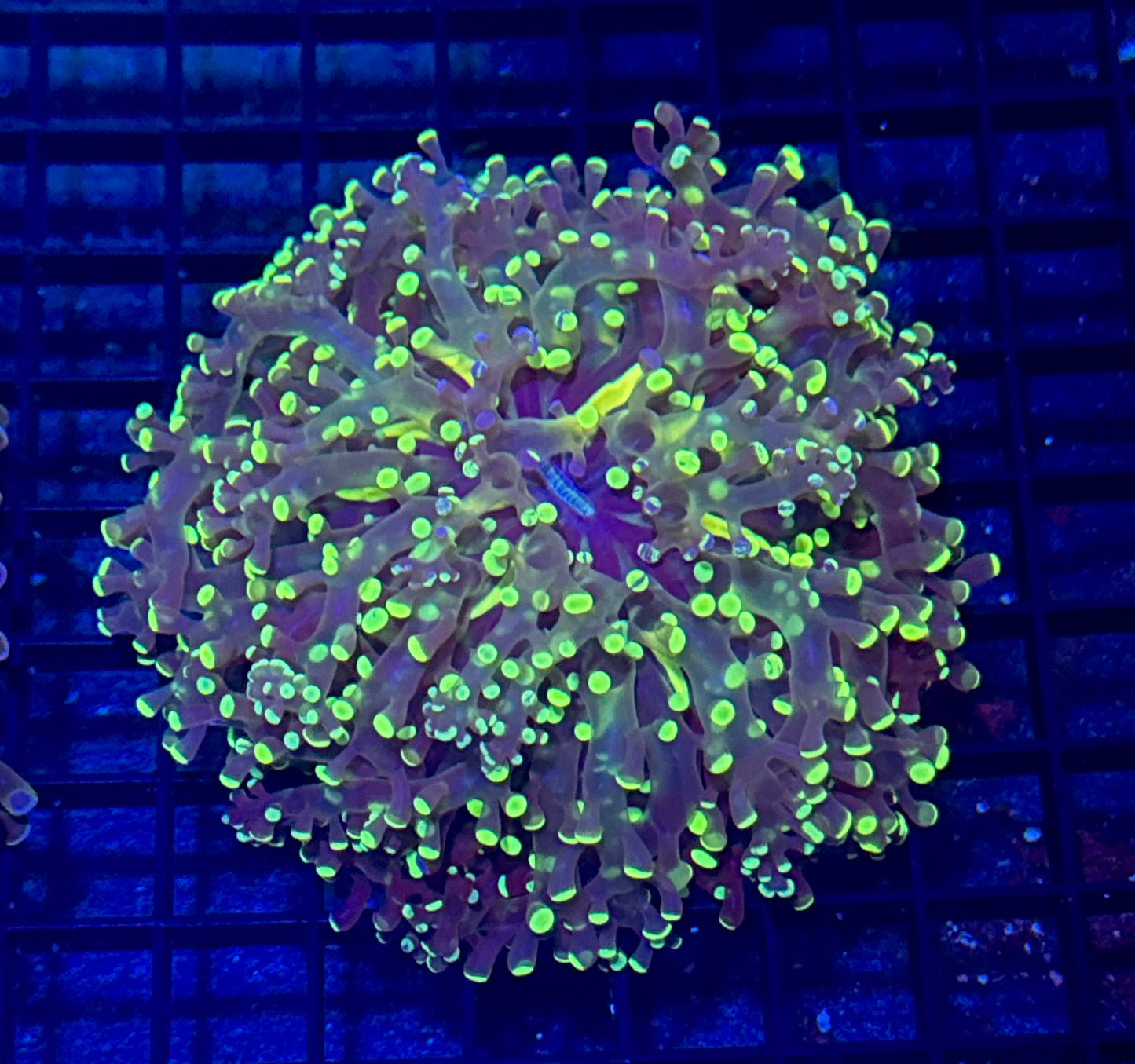 Splatter Frogspawn Branching