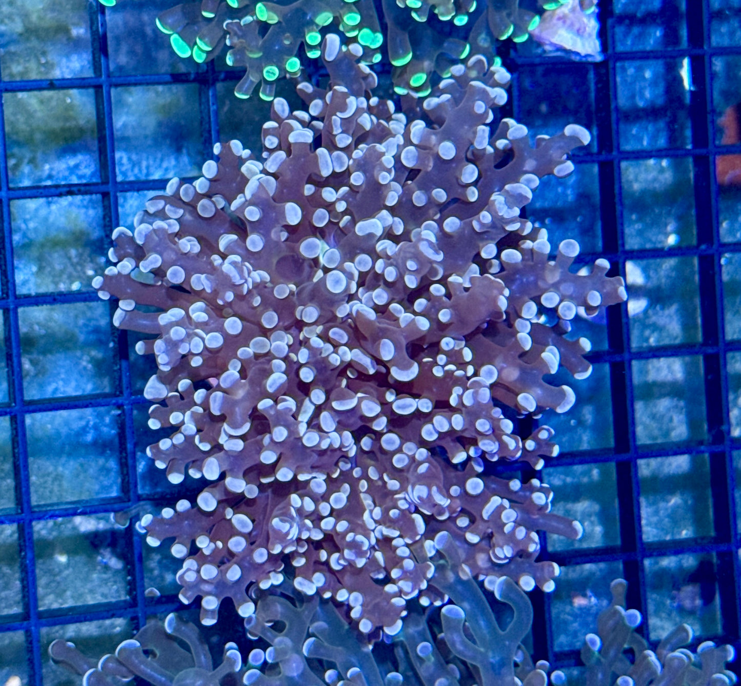 Orange/peach Branching Frogspawn