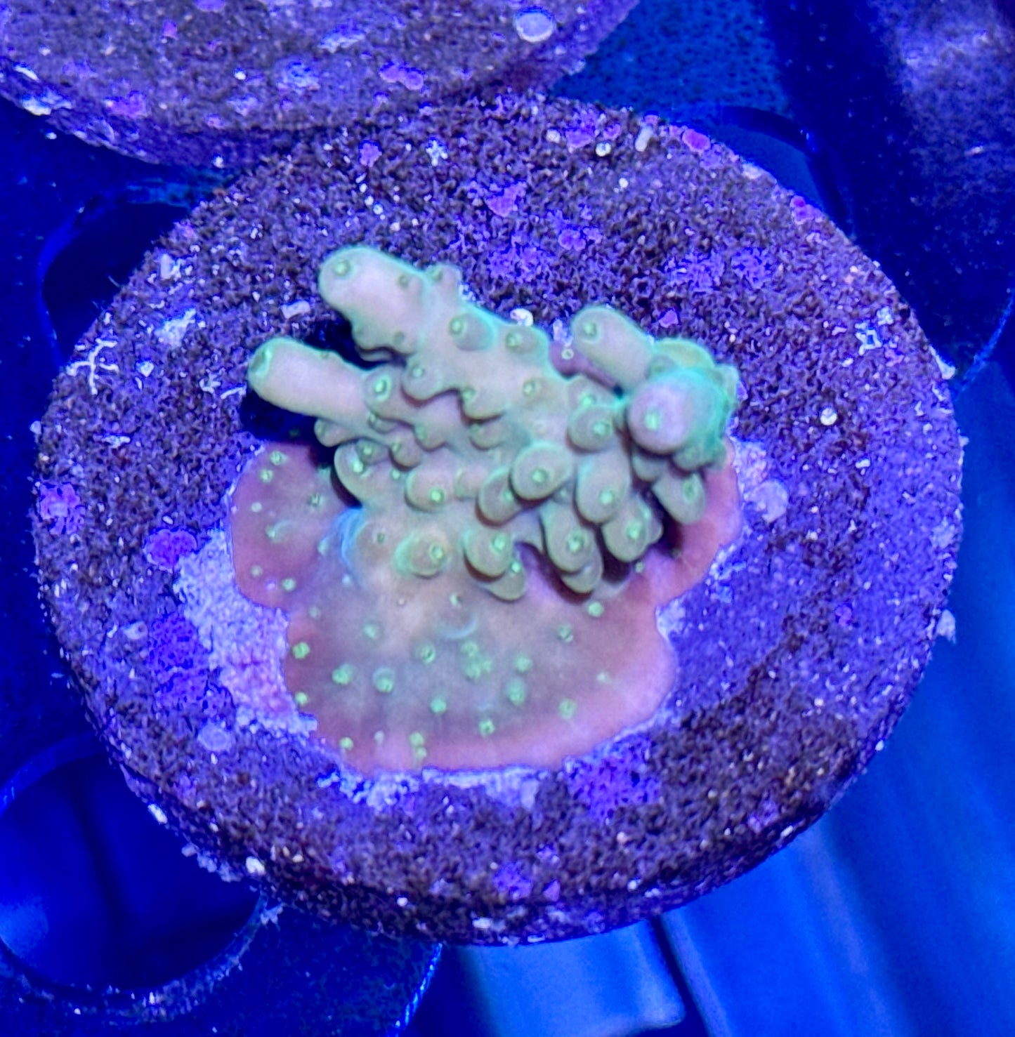 Acro Frag