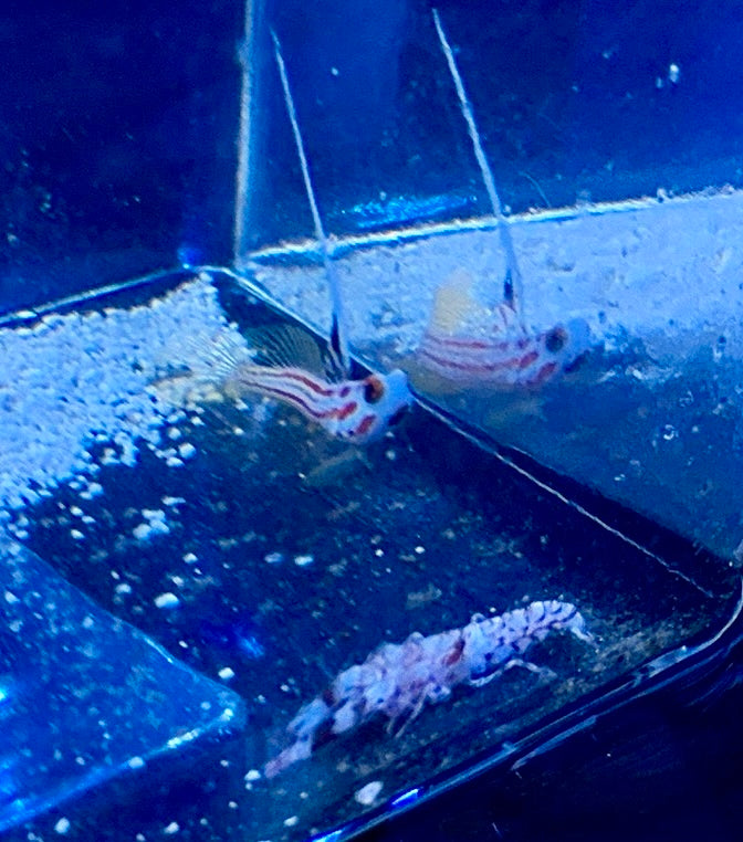 Yasha Goby/ pistol Shrimp Pair