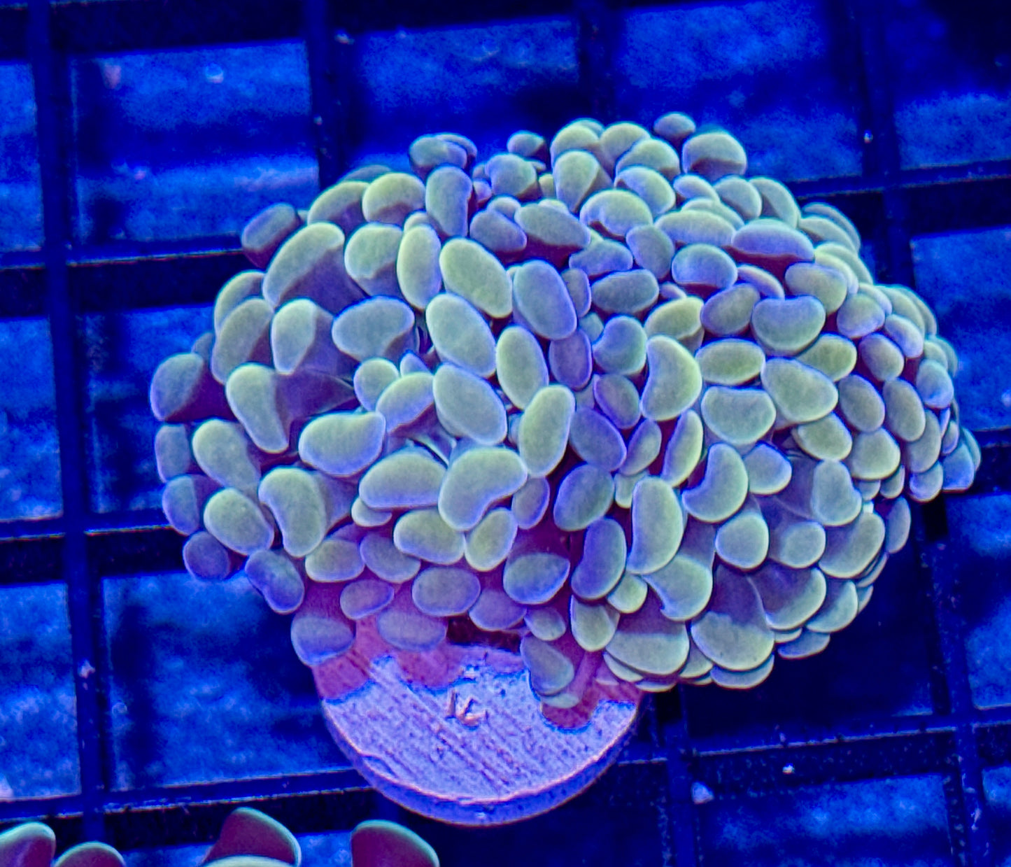 Branching Orange/Purple Hammer