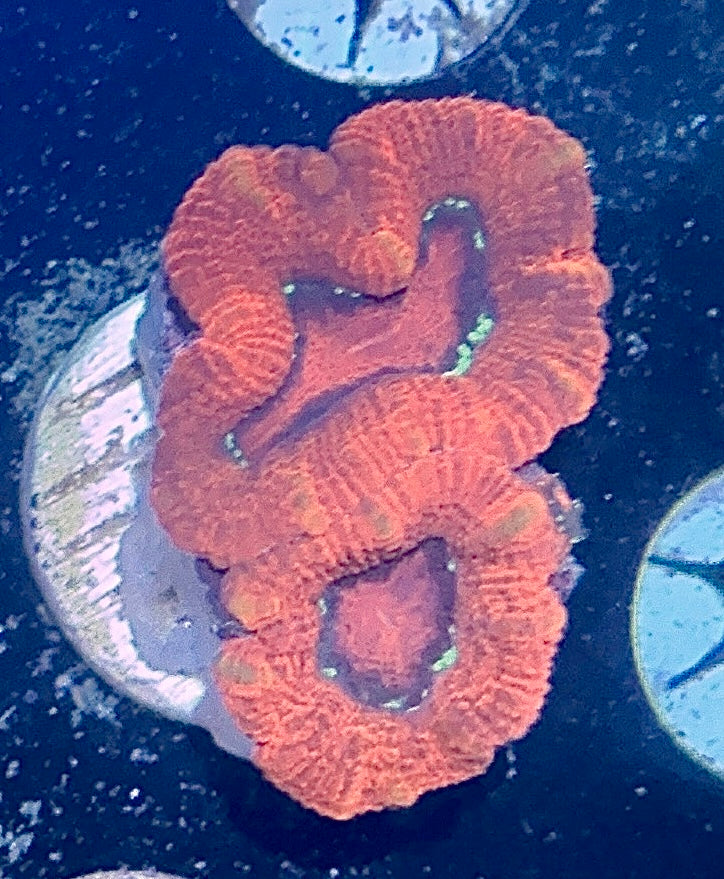 Acan Frag