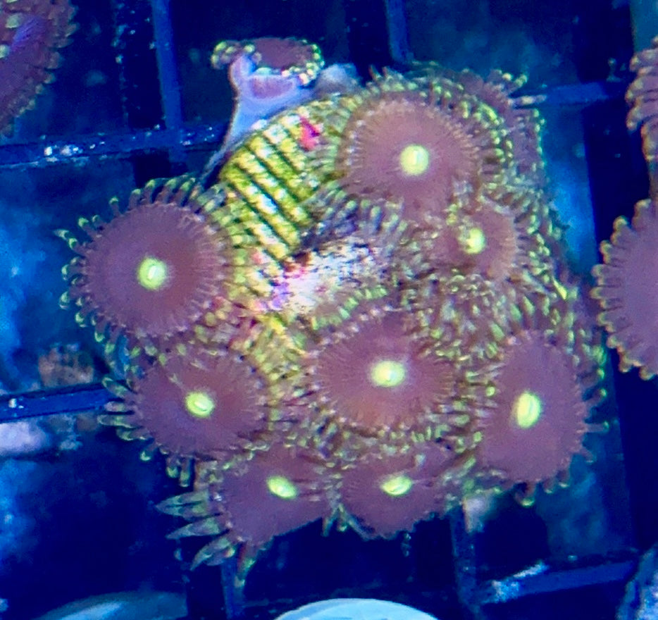 Zoa