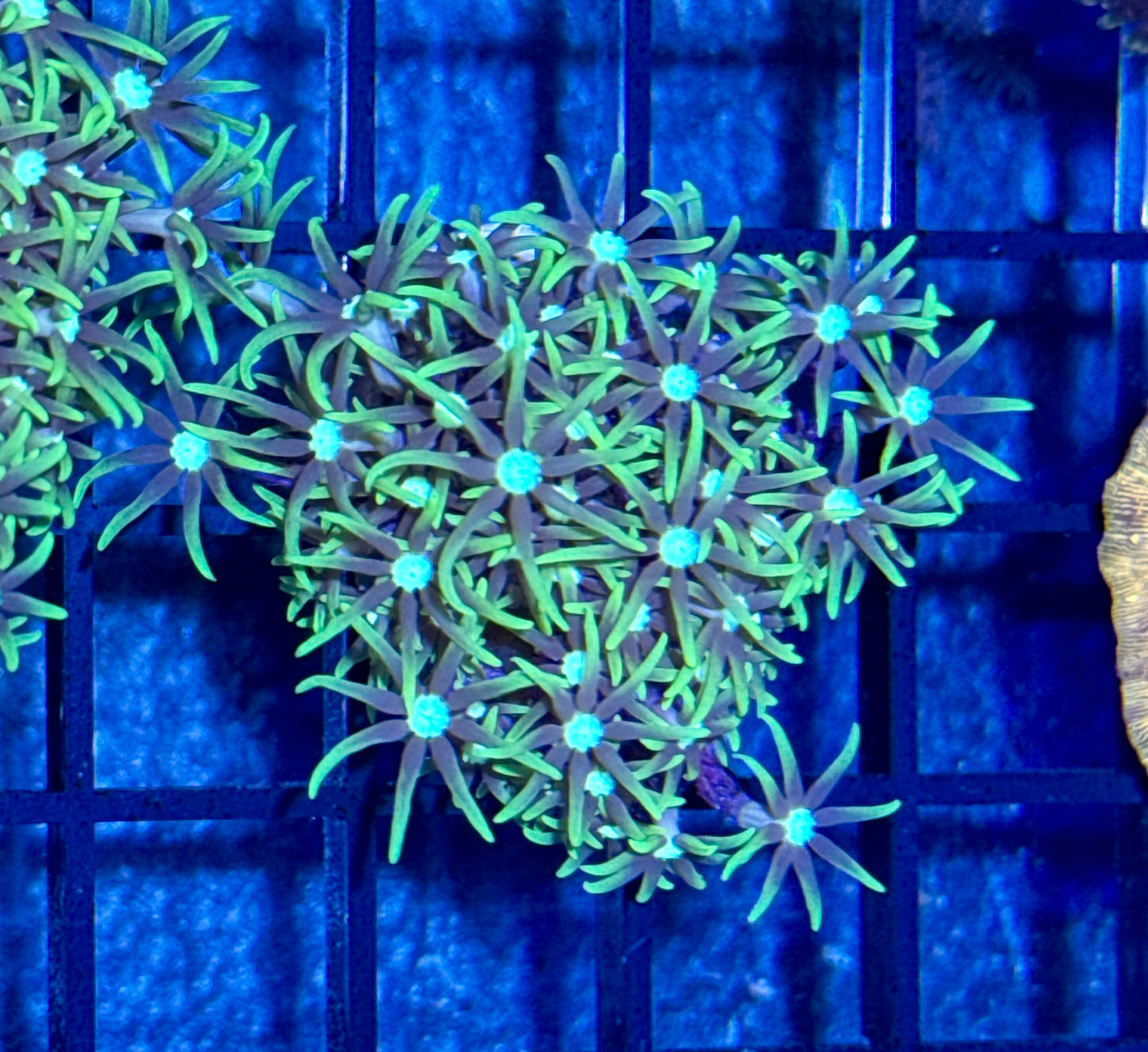 Green Star Polyp