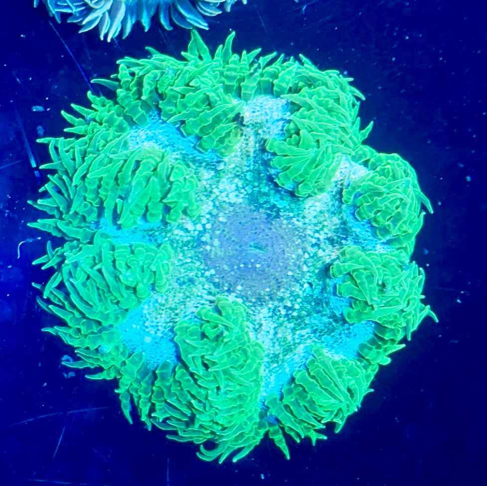 Rock Flower Anemone