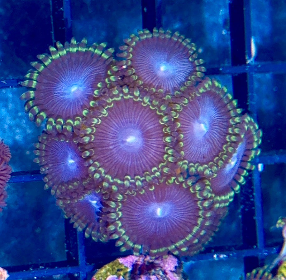 Zoa