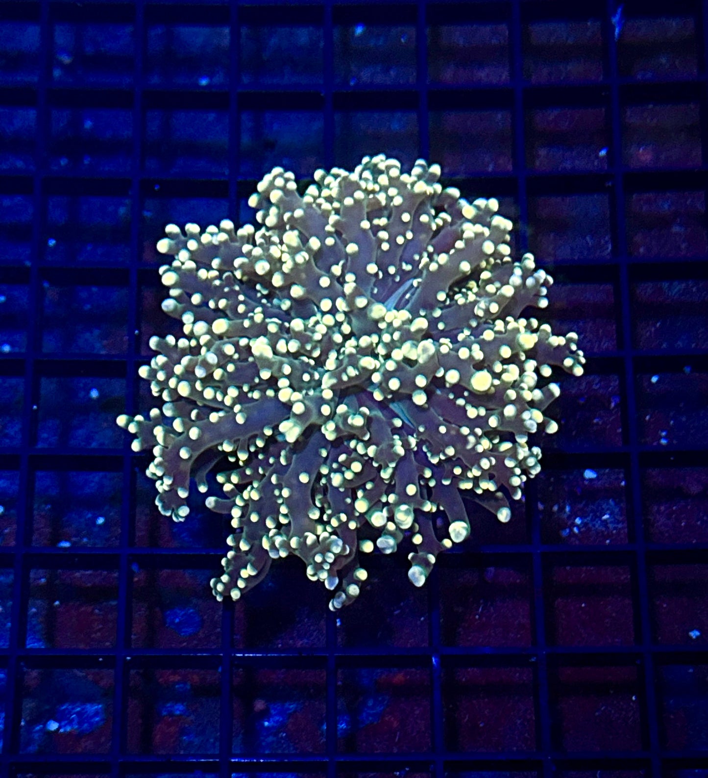 Green with Yellow tips Octospawn Branching