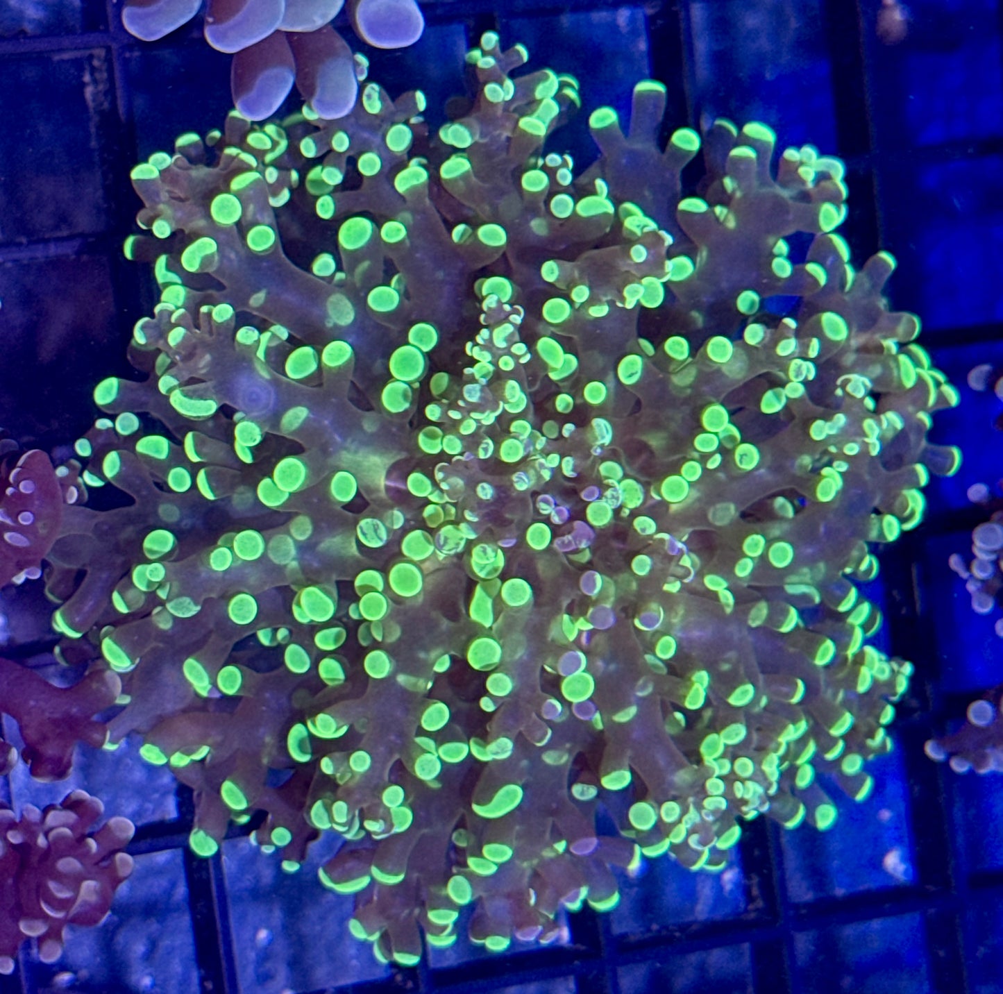 Splatter Branching Frogspawn Frag
